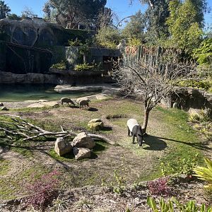 Malayan Tapir and Babirusa