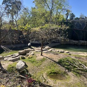 Malayan Tapir and Babirusa