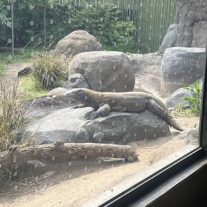 Komodo Dragon