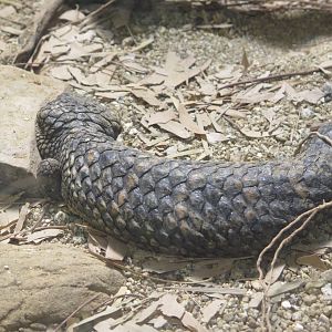 Shingleback Lizard(8/23/2024)