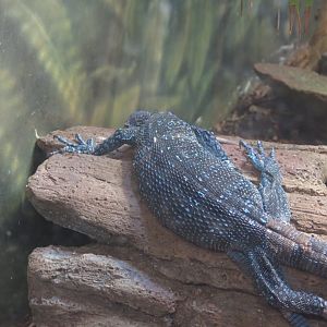 Blue Spotted Tree Monitor(8/23/2024)
