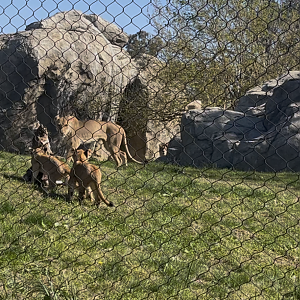 African Lion Zamaya and cubs