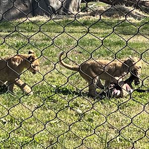 African Lion Cubs