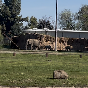 African elephant calf’s