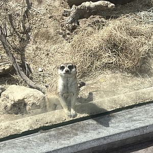 Meerkat