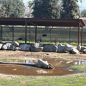 2 new female Addaxes