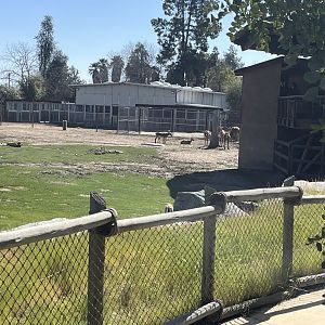 Impala and Greater Kudu