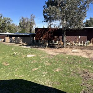 Masai Giraffe and Slender Horned Gazelle