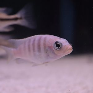 Cichlid ID