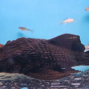 Pleco ID