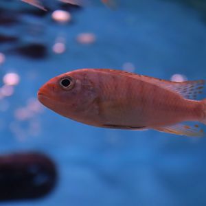 Cichlid ID