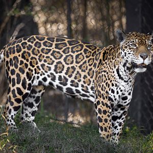 Johar the Jaguar