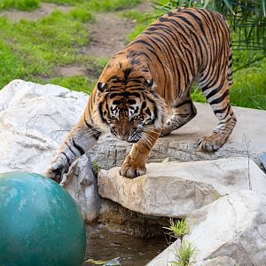 CJ the Sumatran Tiger