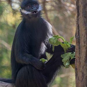 Francois’ Langur
