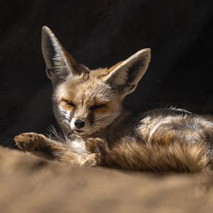 Ruppell’s Sand Fox