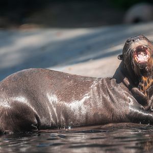 Giant Otter