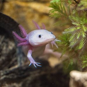 Axolotl