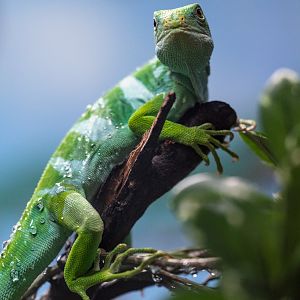 Fiji Banded Iguana