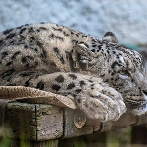 Snow Leopard