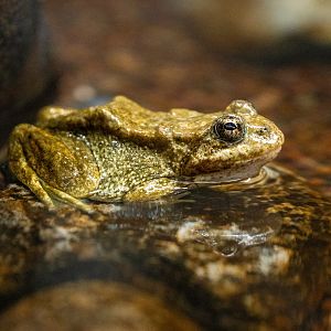 Mountain Yellow Legged Frog