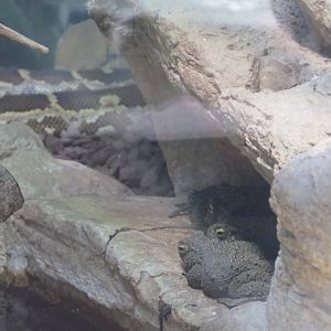 Toad ID reptile house (8/23/2024), In the same enclosure as a Indian Python