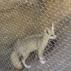 Fennec Fox(8/23/2024)