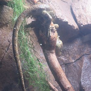 Prehensile Tailed Skink(8/23/2024)