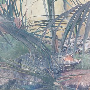 African Dwarf Crocodile(8/23/2024)