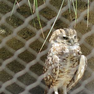 Burrowing Owl(8/23/2024)