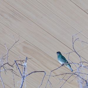 Swallow Tanager Female(8/23/2024)