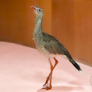 Red-legged Seriema (Cariama cristata)