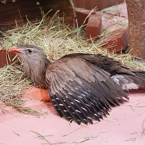 Red-legged Seriema (Cariama cristata)