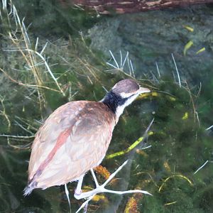 Wattled Jacana Juvenile(8/23/2024)