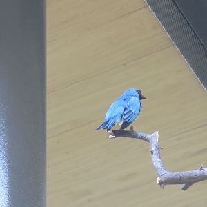 Swallow Tanager(8/23/2024)