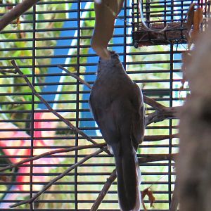 Screaming Piah (8/23/2024)