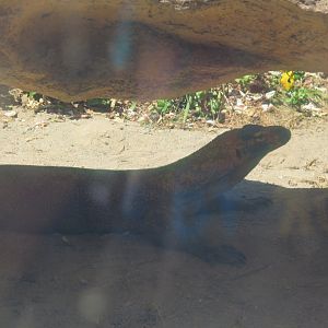 Komodo Dragon(8/23/2024)