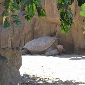 Galapagos Tortoise(8/23/2024)