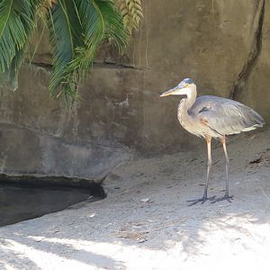 Great Blue Heron Wild (8/23/2024)