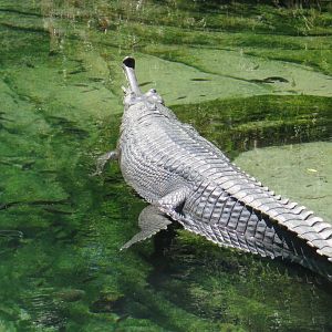 Gharial (8/23/2024)