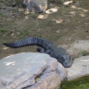 Chinese Alligator(8/23/2024)