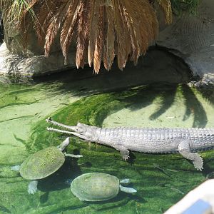 Gharial & Turtle ID(8/23/2024)
