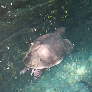 Fly River Turtle (8/23/2024)