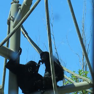 Siamang(8/23/2024)