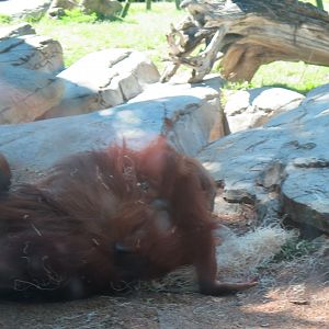 Sumatran Orangutan with Baby(8/23/2024)