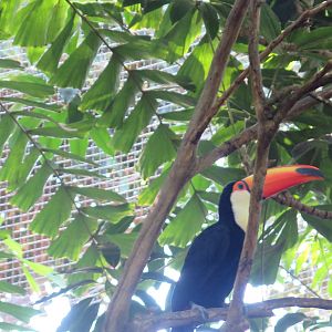 Toco Toucan(8/23/2024)