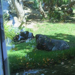 Western Lowland Gorilla(8/23/2024)