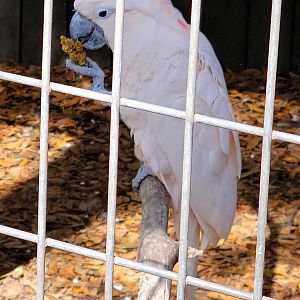Moluccan Cockatoo