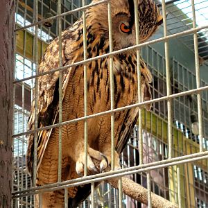 Eurasian Eagle Owl