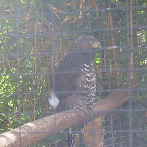 Crowned Eagle(8/23/2024)