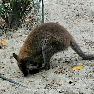 Bennett's Wallaby